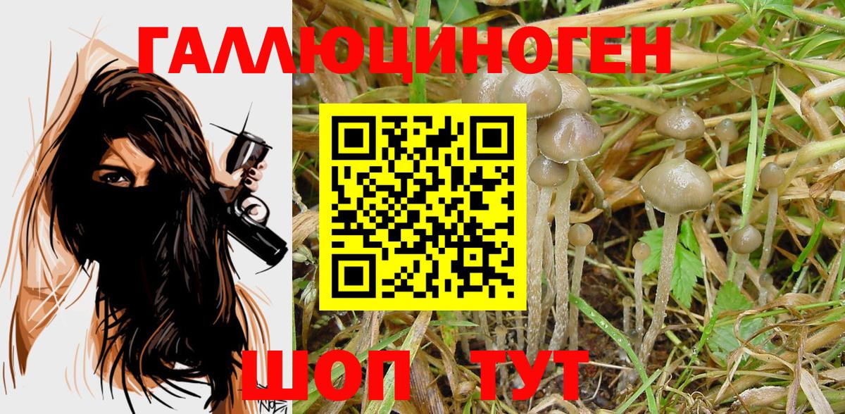 Псилоцибиновые грибы Psilocybe Екатеринбург
